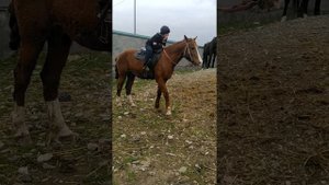 скотный рынок Чечня курчалой 3.04.21