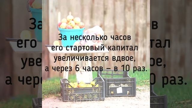 Зачем Человек Пришел Устраиваться Дворником в Компанию «Microsoft? смотреть онлайн