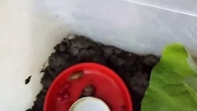 УЛИТКА  ОСТАЛАСЬ  БЕЗ  ПАНЦИРЯ