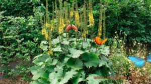 Бузульник обыкновенный Вильсона (buzulnik-vilsona) ? обзор: как сажать, саженцы бузульника Вильсона