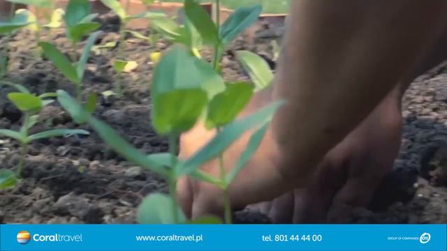 KAMELYA COLLECTION смотреть онлайн