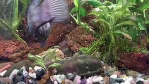 Нанокары неоновые мальки