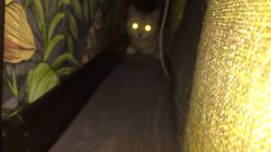 Жизнь вне орхидей 45. ПЕРВОЕ СВИДАНИЕ орхидейного кота с ИРИСКОЙ и как там Индийская ОРХИДЕЯ