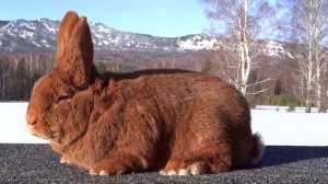 Новозеландский красный кролик