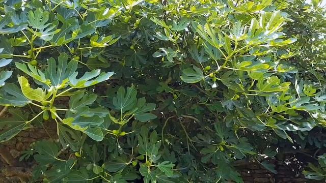 Жизнь французской домохозяйки. Муж Меня Балует! Мода на огород. И ЭТО БЕСПЛАТНО! Svetlana ФРАНЦИЯ