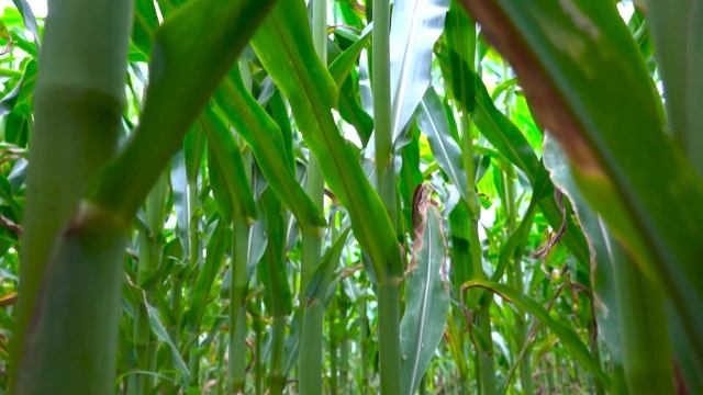 Опыт применения гербицида на кукурузе в Тамбовской области смотреть онлайн