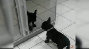 Реакции Собаки На Зеркало