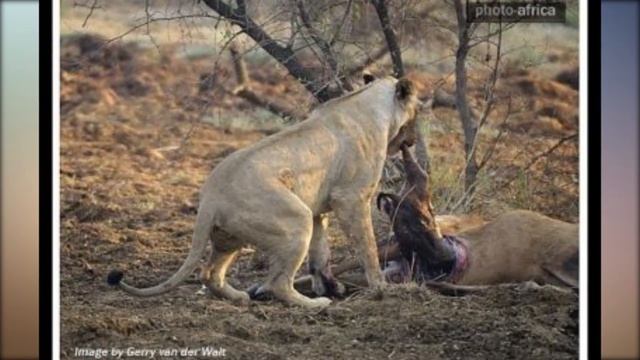 Необычная история о львице и беременной оленихе смотреть онлайн