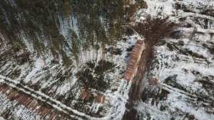 Разработка лесосеки комплексами Джон Дир