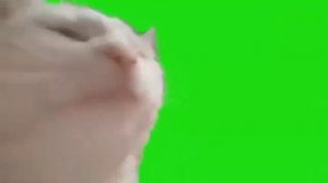 футаж Кот Флексит на зелёном фоне   хромакей