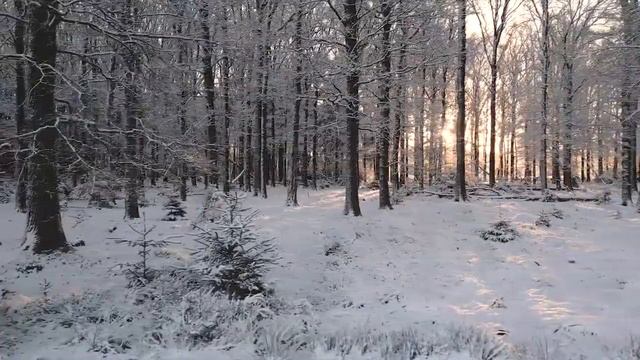 ЧТО ОНА ДЕЛАЕТ ОДНА В ЗИМНЕМ ЛЕСУ??? 18+ СКРЫТАЯ КАМЕРА ЗИМНЕГО ЛЕСА смотреть онлайн