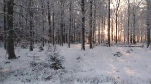 ЧТО ОНА ДЕЛАЕТ ОДНА В ЗИМНЕМ ЛЕСУ??? 18+ СКРЫТАЯ КАМЕРА ЗИМНЕГО ЛЕСА