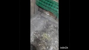 ПроРемонт.Реконструкция сарая для птицы.Фильм1.Серия3 .mp4