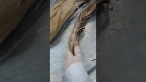 Соколова Е А  миология мышцы верхней конечности часть 2