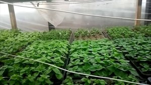 Рассада ни кому не нужна? Бизнес под угрозой? Или все что не делается . к лучшему.