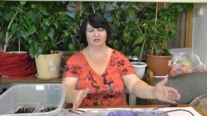 Как сделать температуру для посева адениумов? - видео Ольги Пряниковой