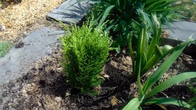 Обзор участка. 15 - 29 мая. смотреть онлайн