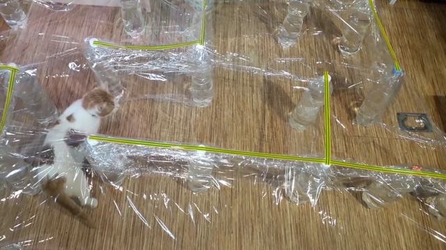 Невидимый лабиринт для котов. Кто сможет пройти? смотреть онлайн