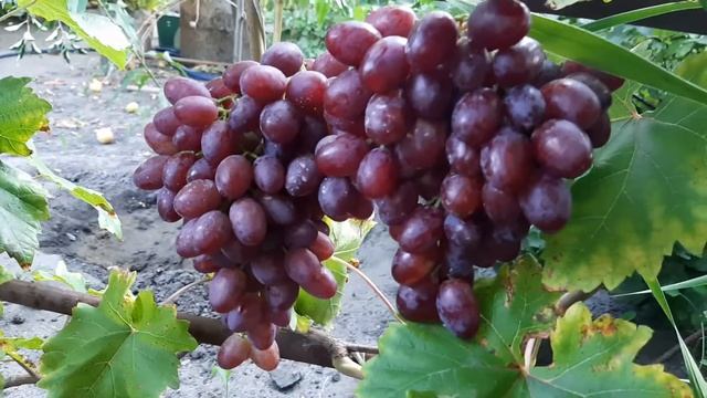 Виноград ЗОРЕНЬКА СУПЕР форма 2020 года.Сверхранний. смотреть онлайн