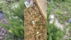 Зимовка розмарина в Беларуси