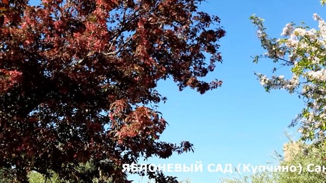 ЯБЛОНЕВЫЙ сад Фрунзенский район Санкт-Петербурга смотреть онлайн