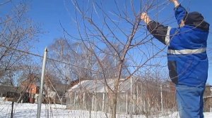 Обрезка вишни весной