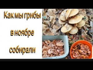 Как мы грибы в ноябре собирали! #лесные_грибы_на_Кубани
