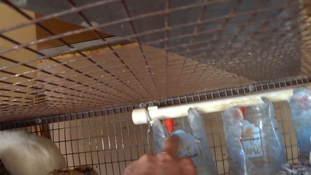 Каплеуловитель для ниппельной  поилки. Ниппельная поилка.