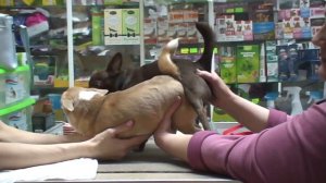 ВЯЗКА СОБАК породы ЧИХУАХУА / помощь инструктора. / breeding dogs