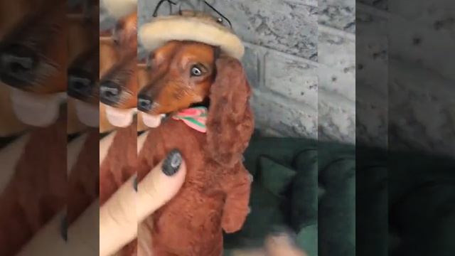 Такса в стиле "винтажная игрушка" Ждёт своего хозяина . Понравилась пишите смотреть онлайн