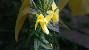 Чудо природы !!!    Цветочек "День-ночь"