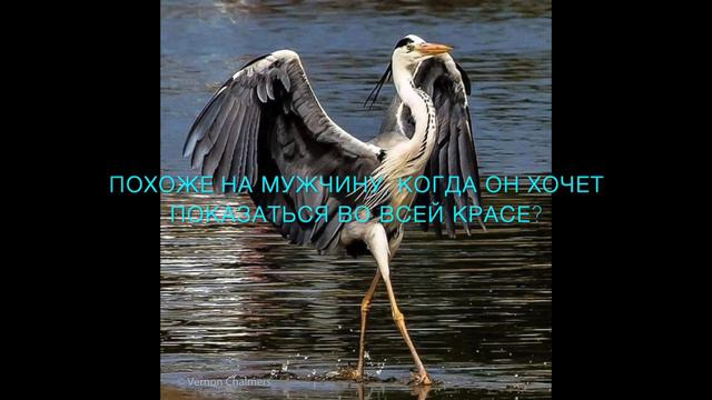 ЗАБАВНЫЕ ФОТО ЖИВОТНЫХ - КАК ЖЕ МЫ ВСЕ ПОХОЖИ! смотреть онлайн