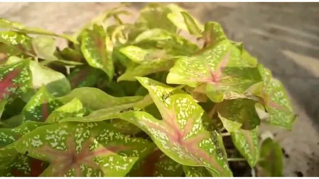 Right Time To Repotting Caladium Plants смотреть онлайн