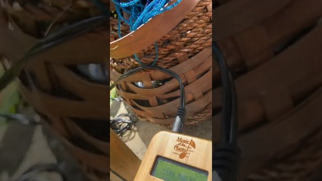 Music of the Plants - Shizandra смотреть онлайн