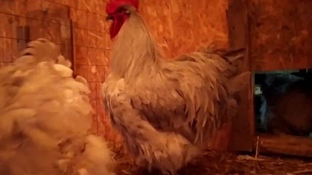 Породы кур с названиями/Как определиться с выбором птицы смотреть онлайн