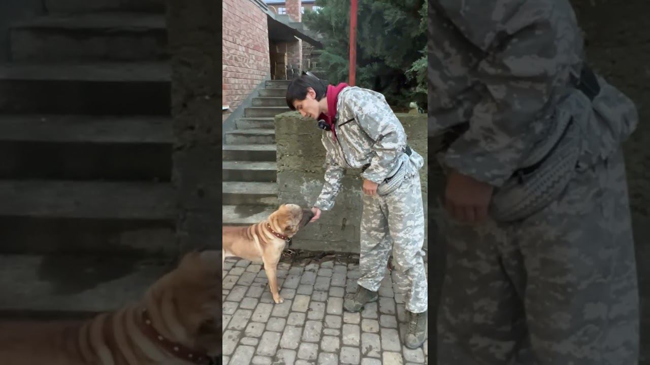 Рай! Проблемы с доверием и вандализм! #кинолог #кинология #собака #dog #short #шарпей