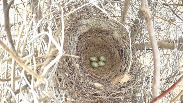 Сорока 160409 4 Митрополье 2 лоток с 4 яйцами смотреть онлайн