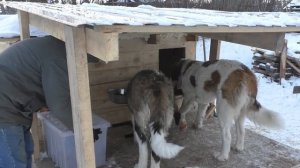 Как живут сенбернары в будке зимой в Сибири.