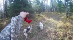 СИБИРСКАЯ ТАЙГА охота с лайками