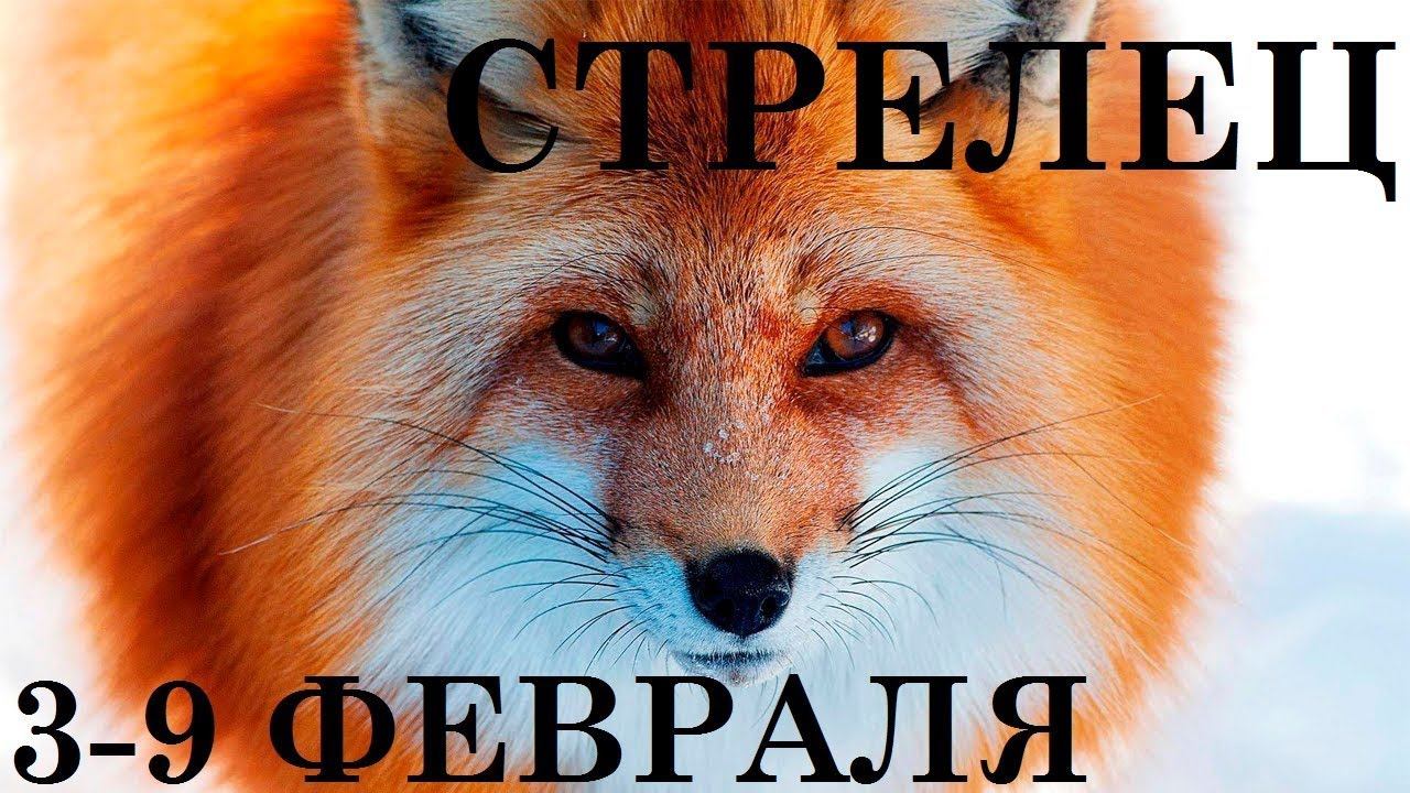 СТРЕЛЕЦ 3-9 ФЕВРАЛЯ ГОРОСКОП ТАРО