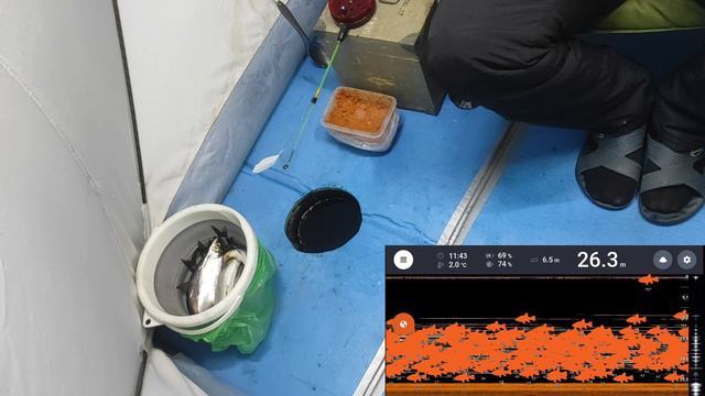 Ловля рипуса Увильды, отличные поклевки! Сезон 23 - 24 г. смотреть онлайн