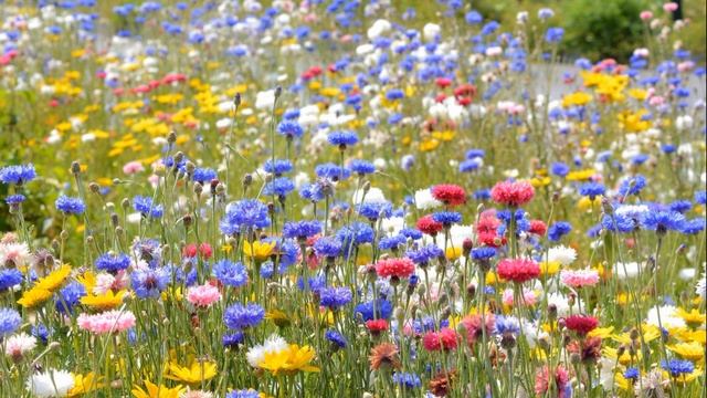 поле Пение птиц пчелы лето ветерок звуки природы релакс медитация смотреть онлайн