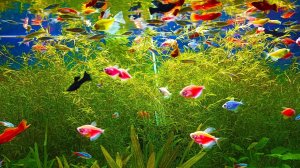 Мои аквариумы с рыбками! ЕСТЬ ПОТЕРИ! [Обзор аквариумов на рыборазводне]