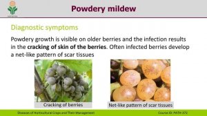 Diseases of Grape - Powdery Mildew Disease | By AP MEGA SEED PARK