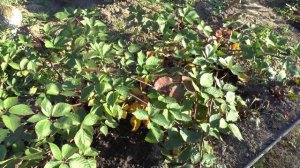 Ежевика сорта Натчес