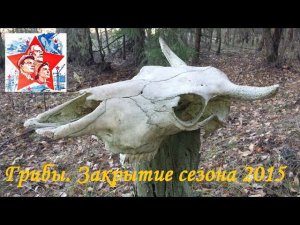 Грибы. Закрытие сезона 2015. Тихая охота. Грибалка. Осенний лес. Архив.