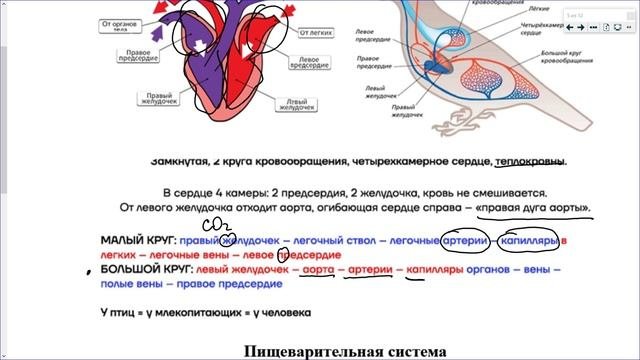 25_Птицы