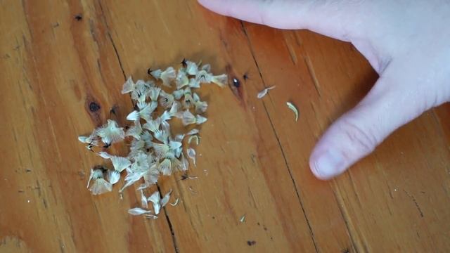 Sowing Saved Starflower Seeds & Feverfew Inside // Scabiosa stellata // Northlawn Flower Farm смотреть онлайн