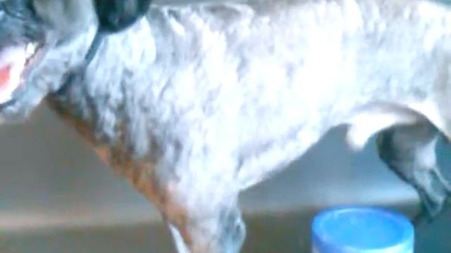 Пудель карликовый. Стрижка в лето под машинку, голова в корейском стиле смотреть онлайн