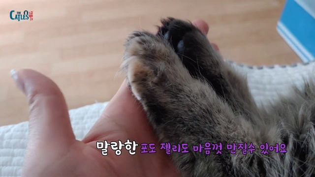 먼치킨 고양이가 집사를 엄마로 받아들인 순간이예요! смотреть онлайн